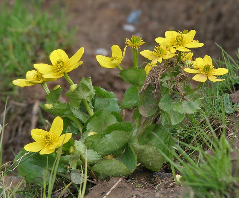 Yellow Marsh Marigold photo 6