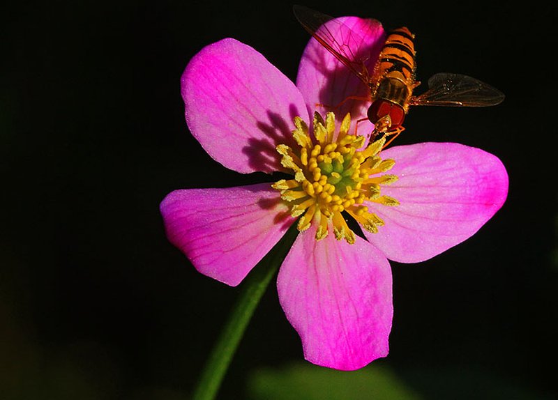 Yellow Marsh Marigold photo 7