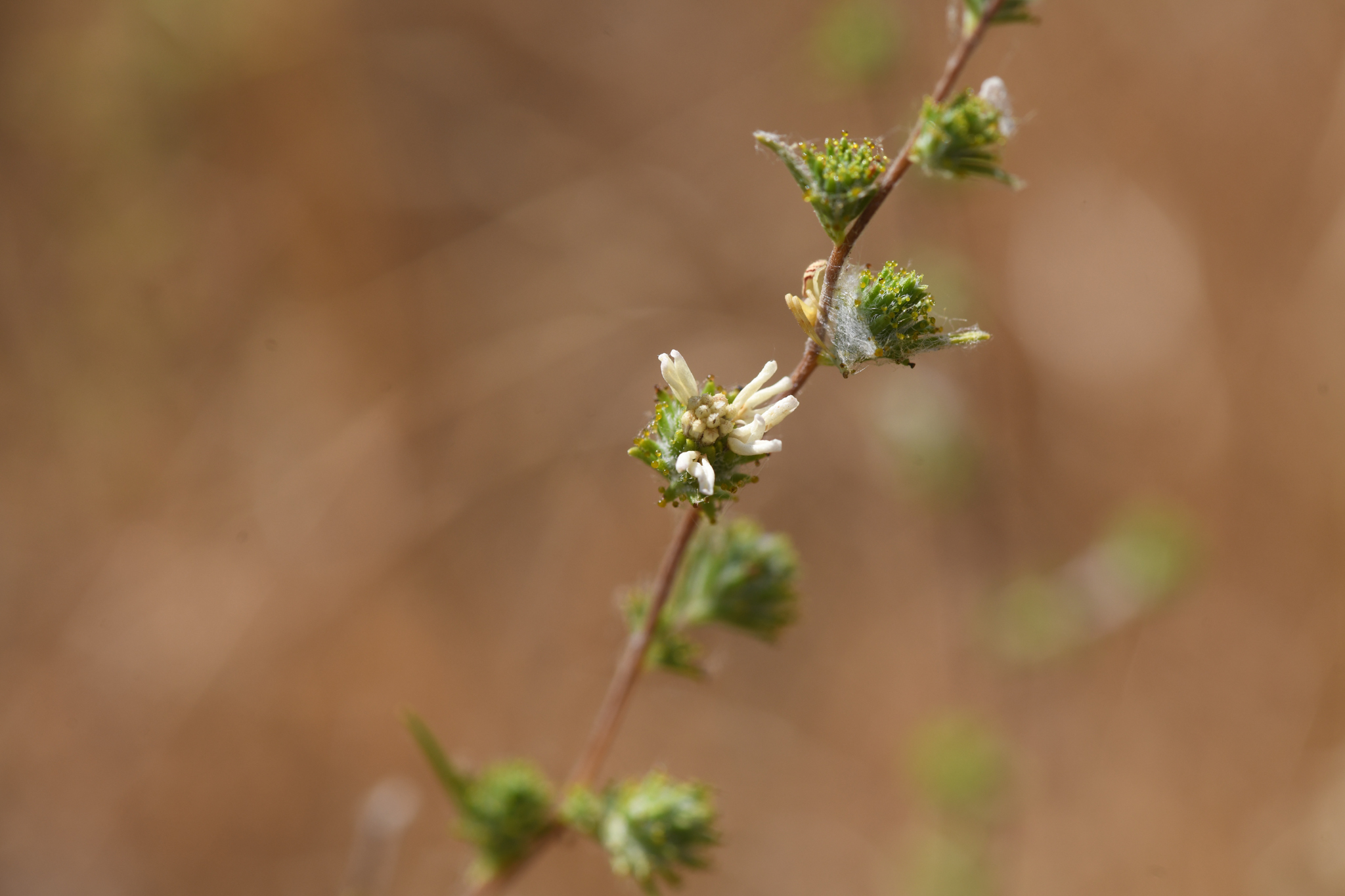 Fremont's Western Rosinweed