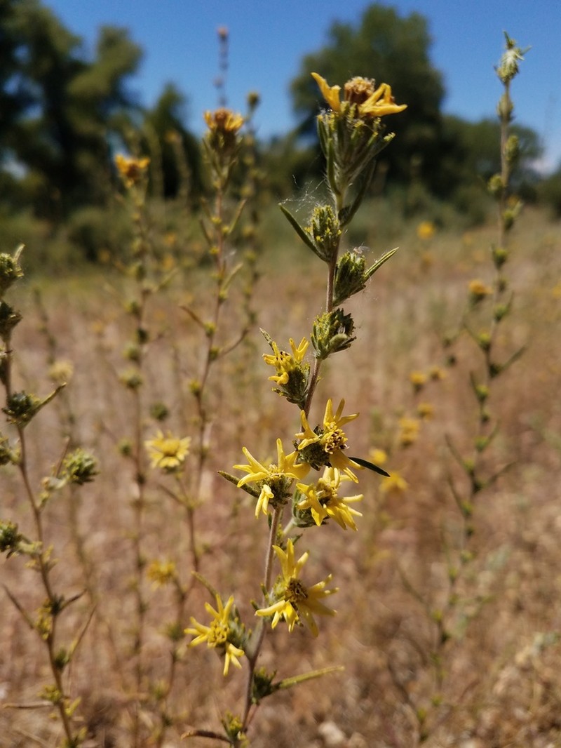 Fremont's Western Rosinweed