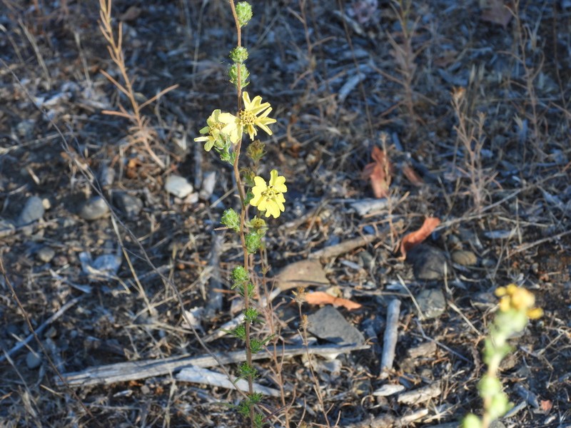 Fremont's Western Rosinweed photo 2