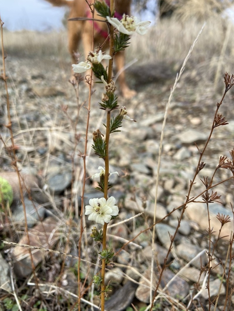 Fremont's Western Rosinweed photo 3