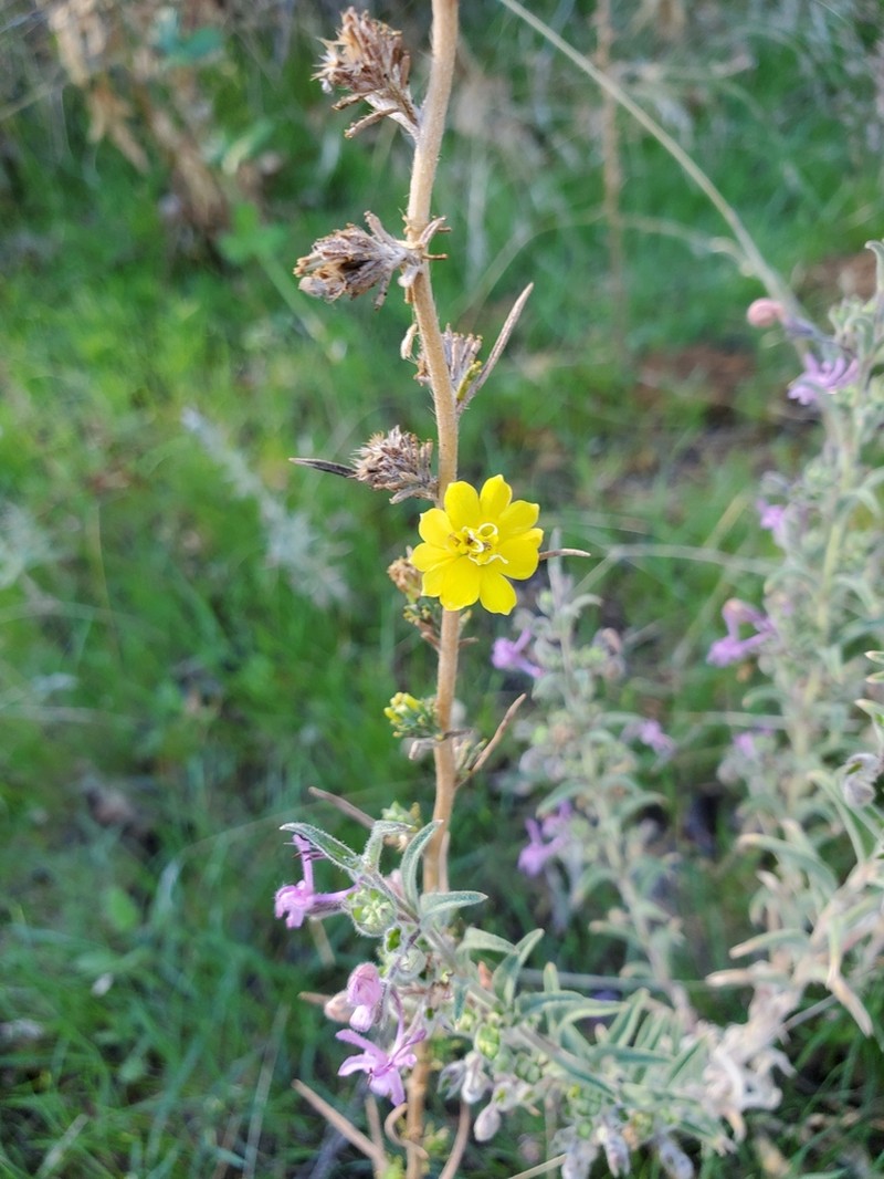 Fremont's Western Rosinweed photo 4