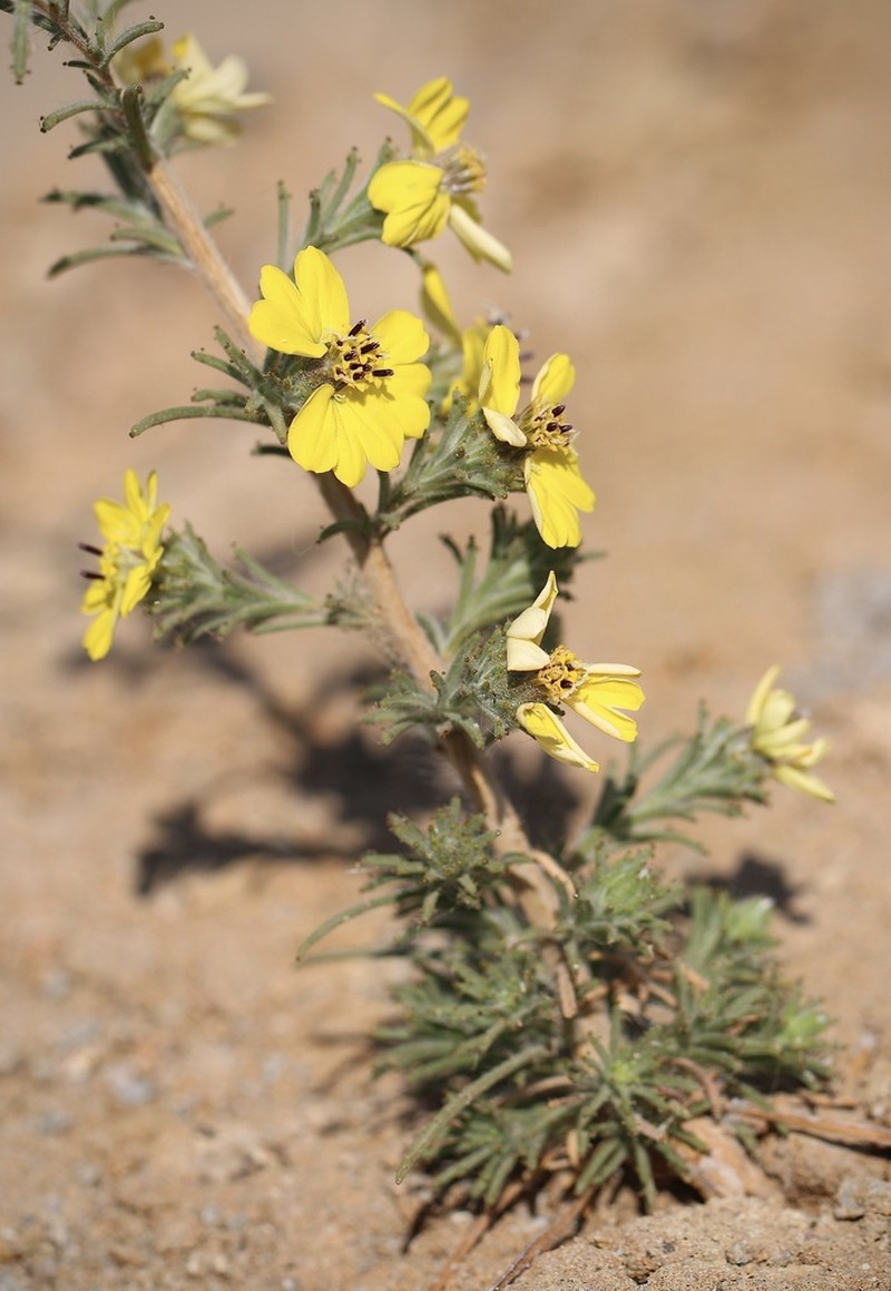 Fremont's Western Rosinweed photo 5