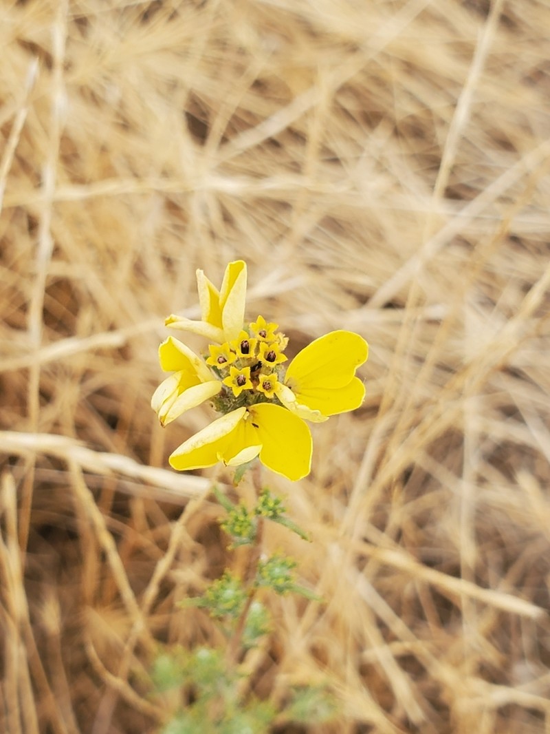 Fremont's Western Rosinweed photo 6