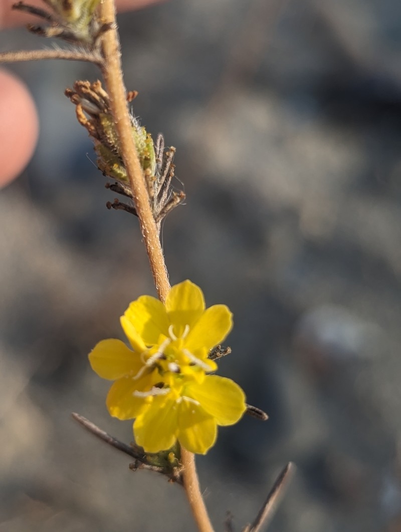 Fremont's Western Rosinweed photo 7