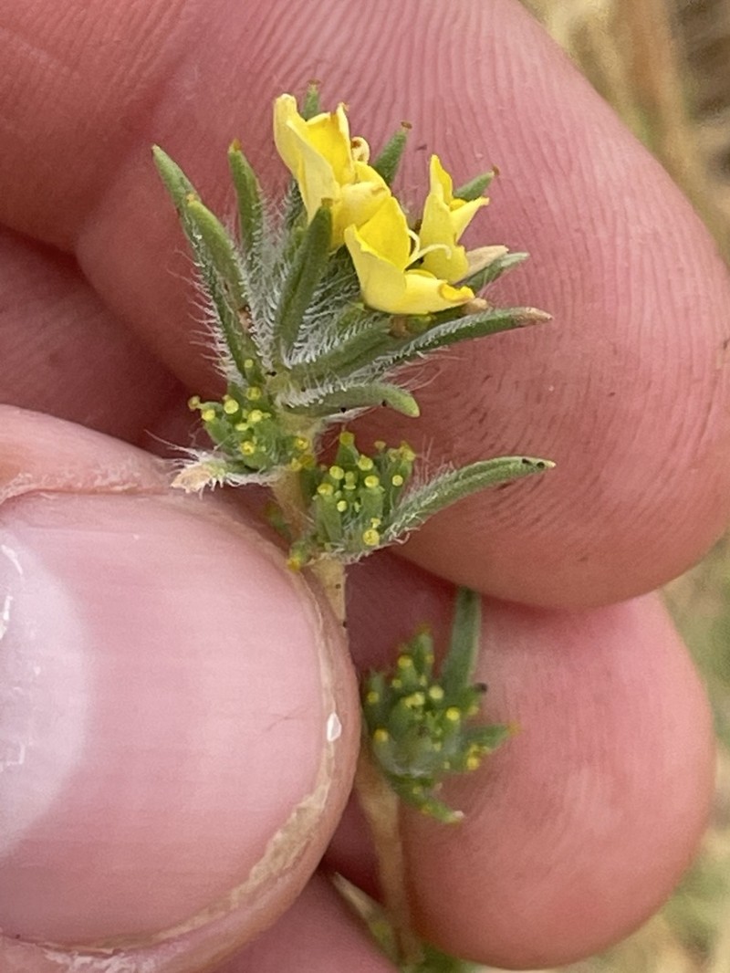 Fremont's Western Rosinweed photo 8
