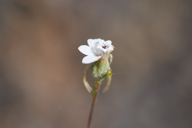 Hoover's Western Rosinweed