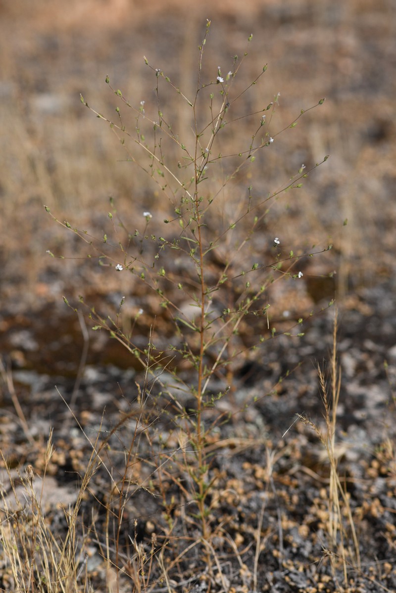 Hoover's Western Rosinweed photo 2