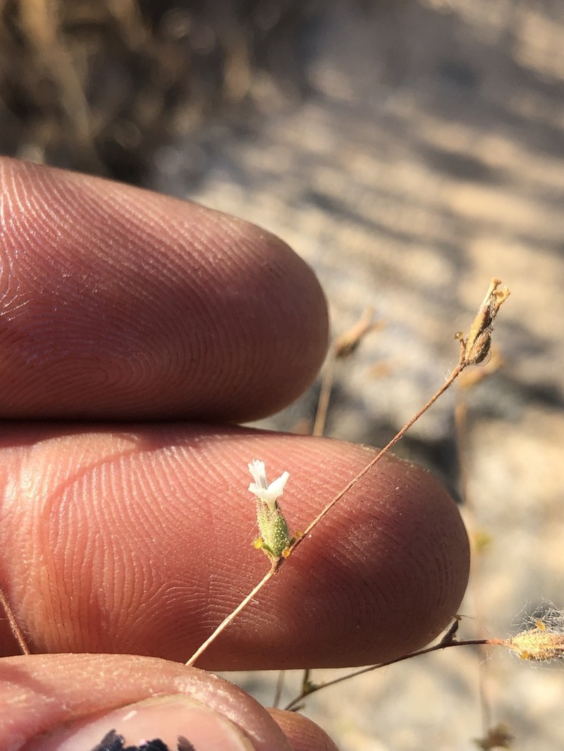Hoover's Western Rosinweed photo 3