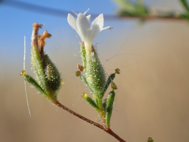 Hoover's Western Rosinweed photo 6