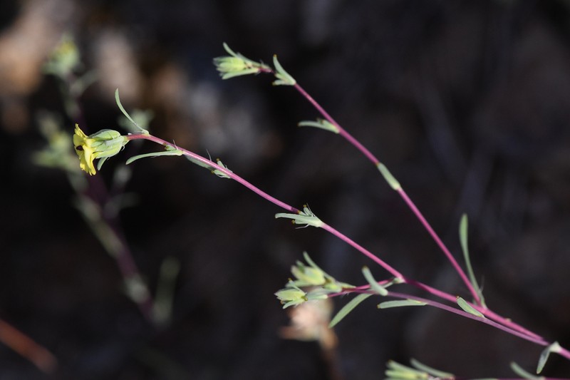 Small-Flowered Calycadenia photo 3