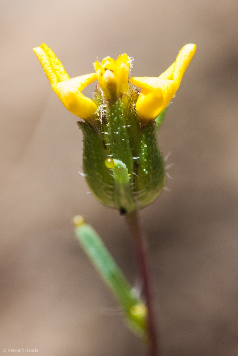 Small-Flowered Calycadenia photo 4
