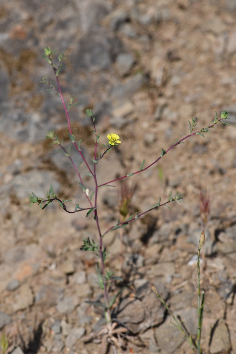 Small-Flowered Calycadenia photo 5