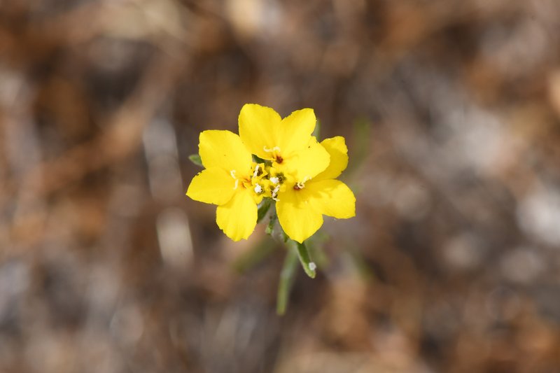 Soft Western Rosinweed