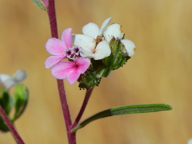 Soft Western Rosinweed