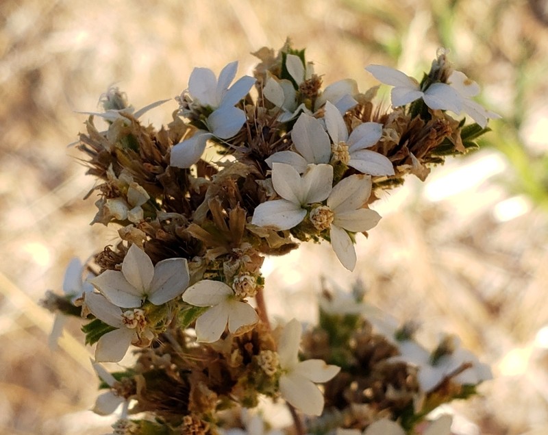 Soft Western Rosinweed photo 2