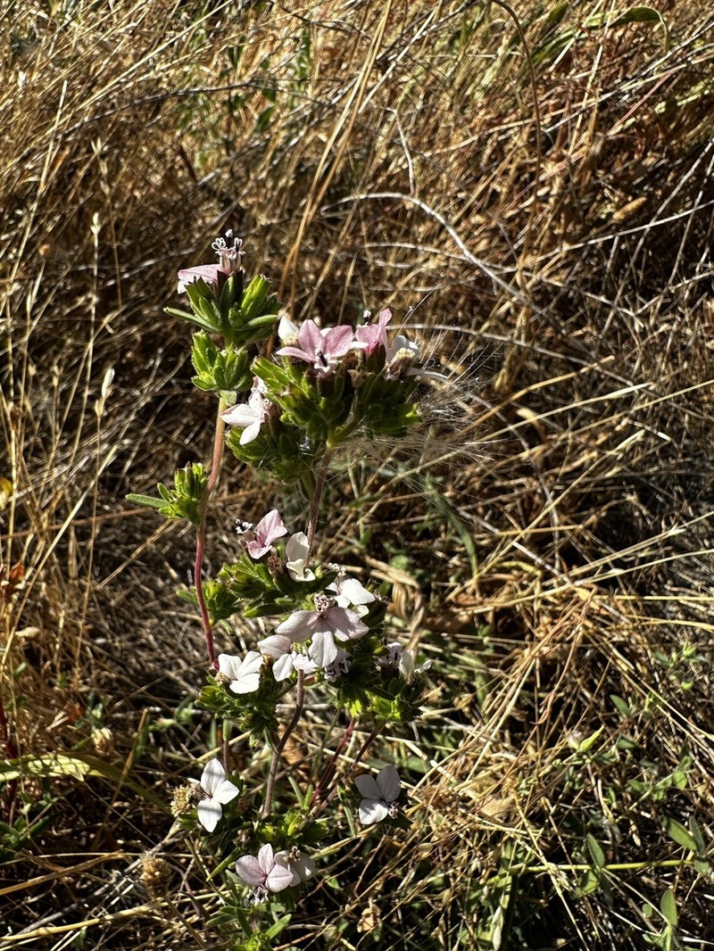 Soft Western Rosinweed photo 3