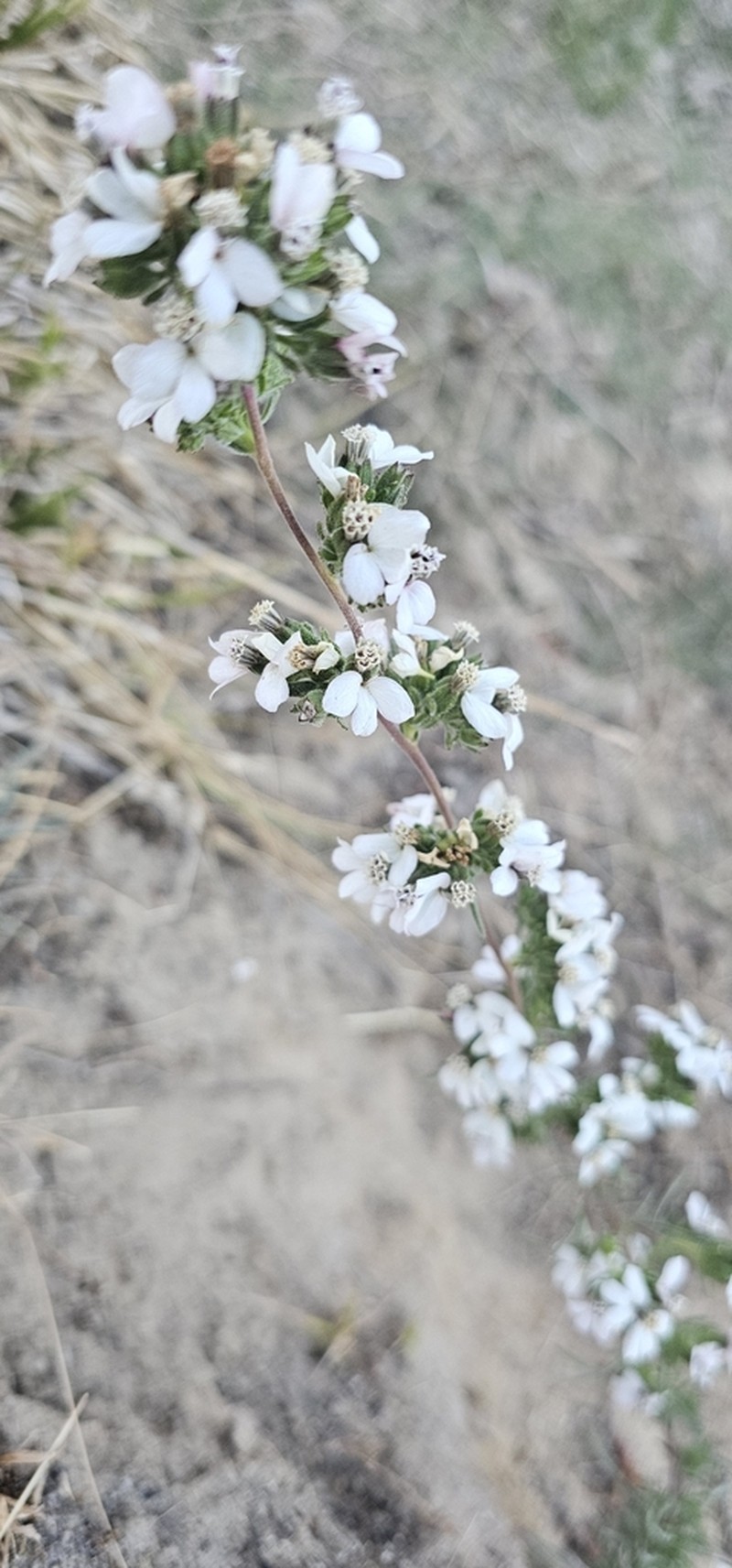 Soft Western Rosinweed photo 4