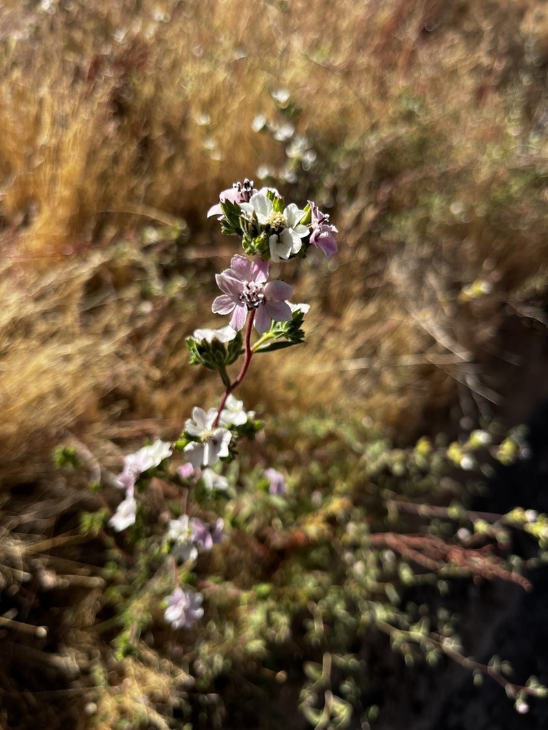 Soft Western Rosinweed photo 5