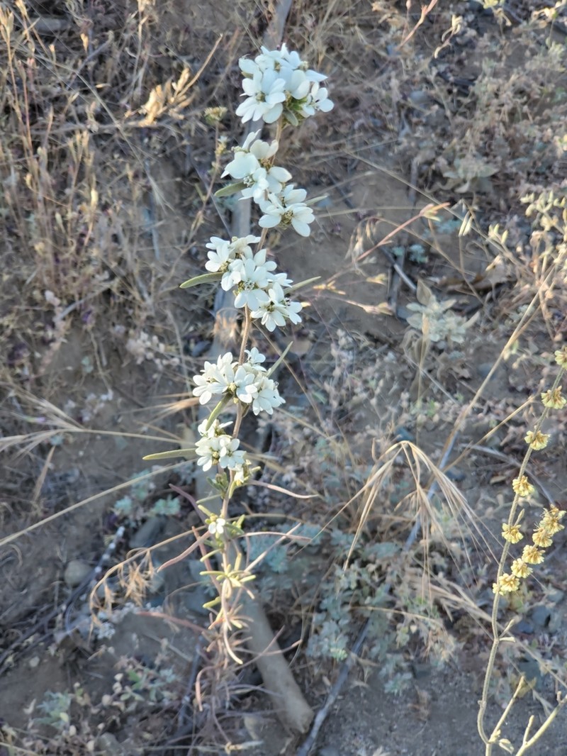 Soft Western Rosinweed photo 6