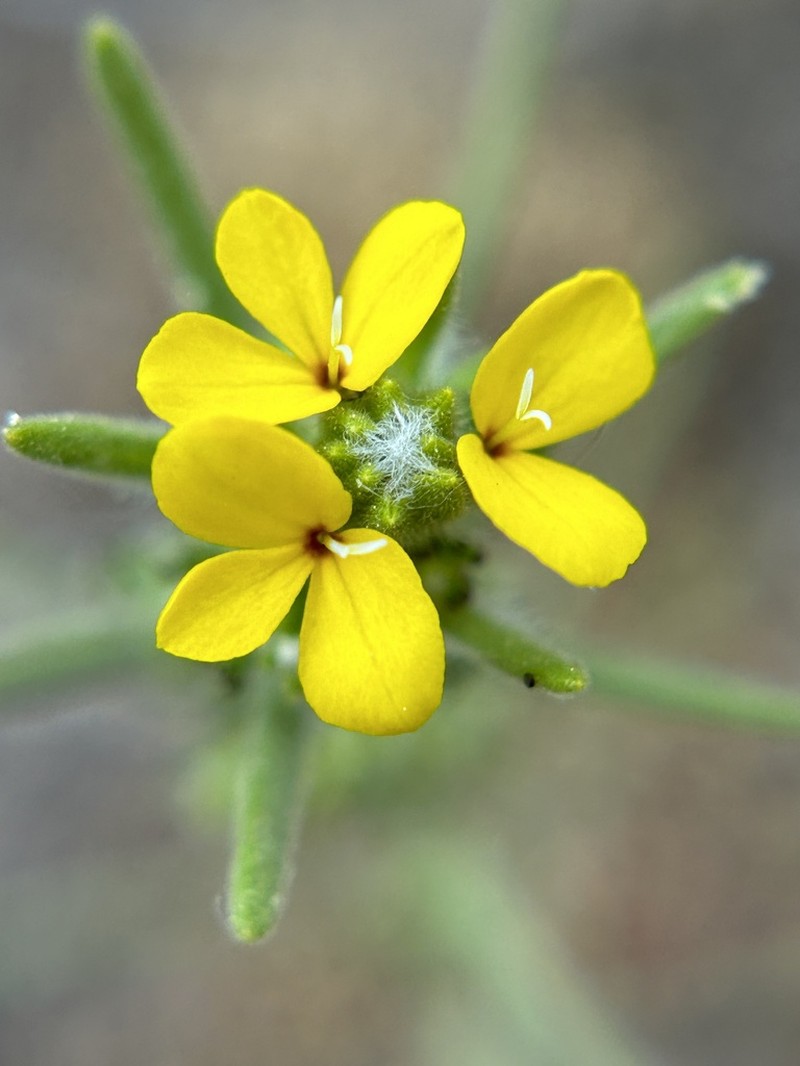 Soft Western Rosinweed photo 7