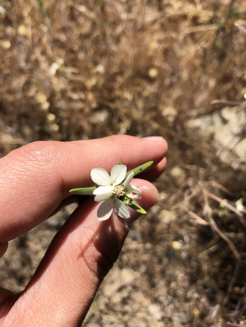Soft Western Rosinweed photo 8