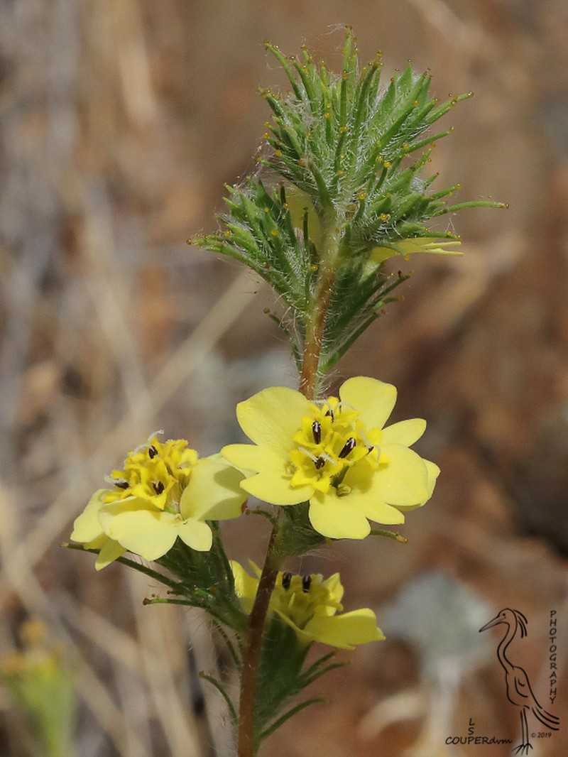 Sticky Western Rosinweed photo 2