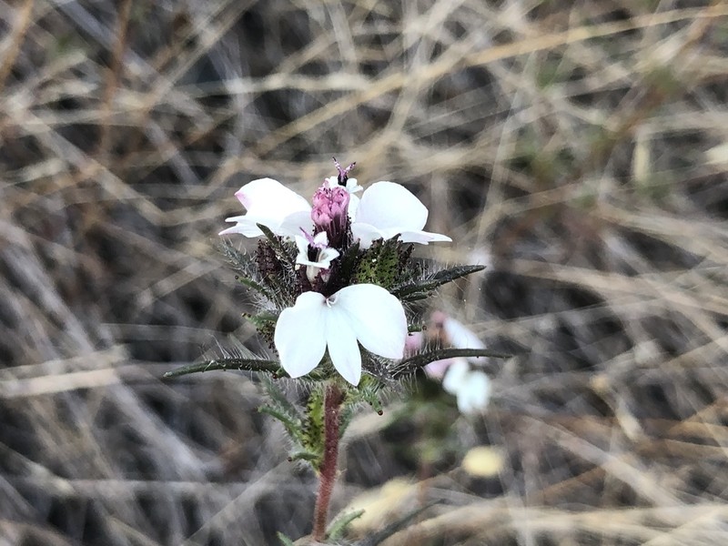Sticky Western Rosinweed photo 3