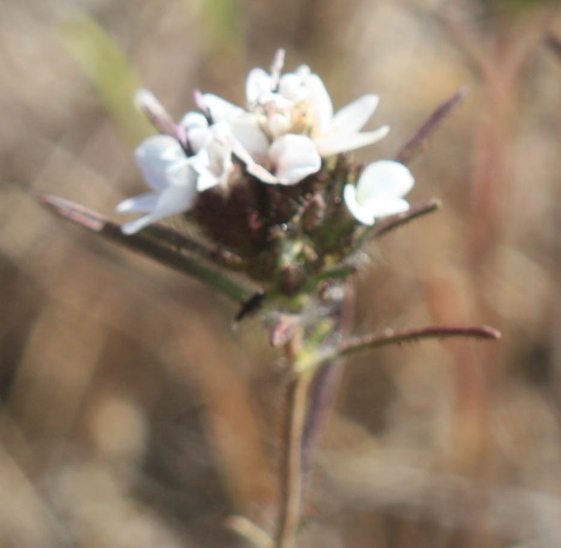 Sticky Western Rosinweed photo 4