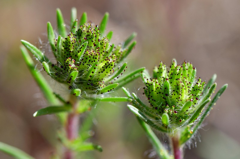 Sticky Western Rosinweed photo 5