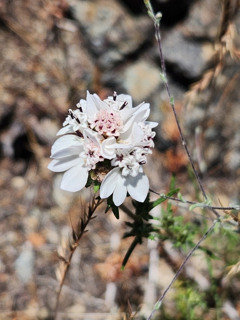 Sticky Western Rosinweed photo 6