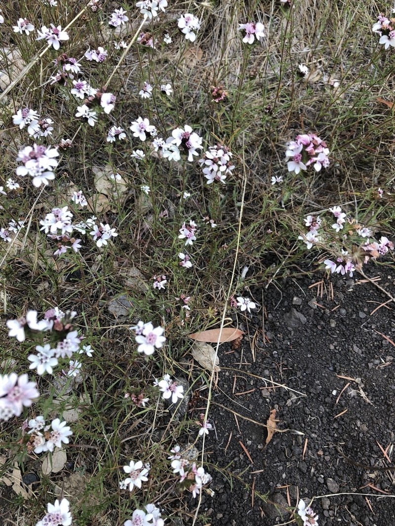 Sticky Western Rosinweed photo 7