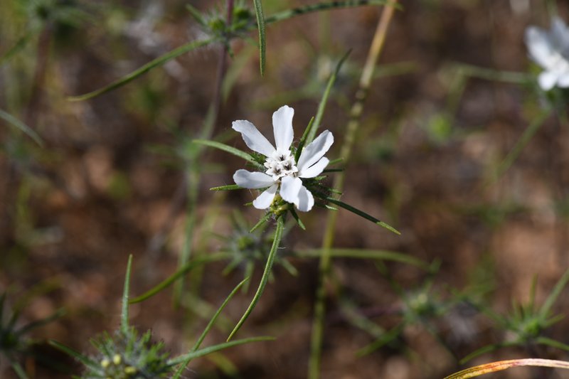 Butte County Western Rosinweed
