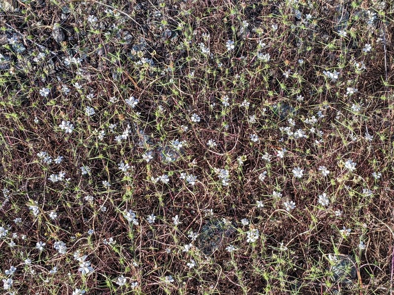 Butte County Western Rosinweed