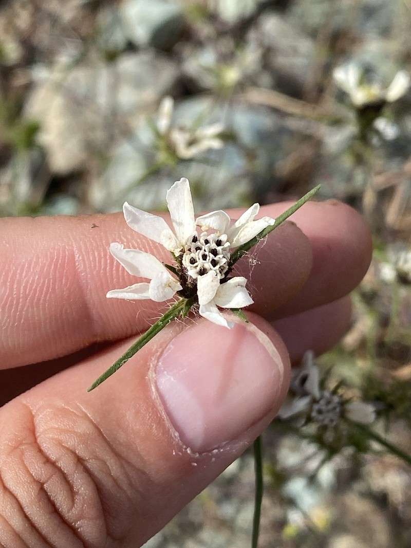 Butte County Western Rosinweed photo 2