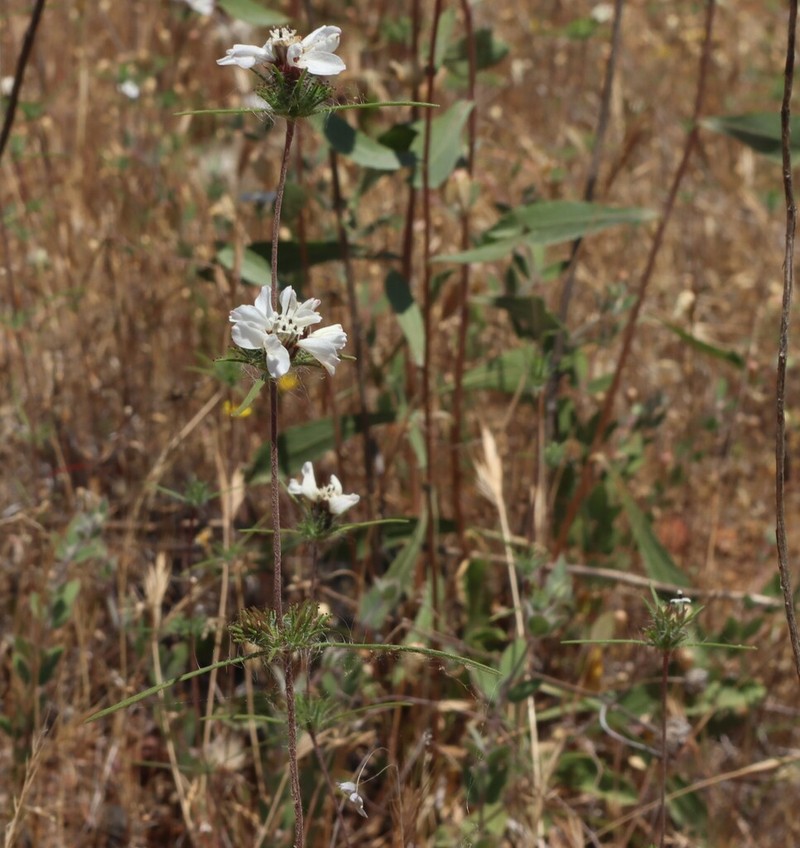Butte County Western Rosinweed photo 3
