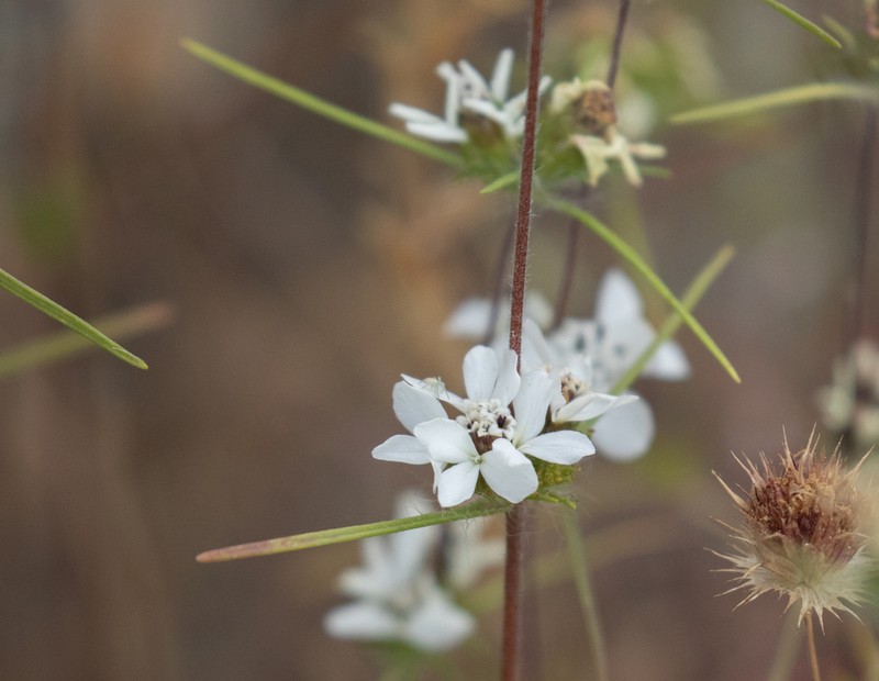 Butte County Western Rosinweed photo 4