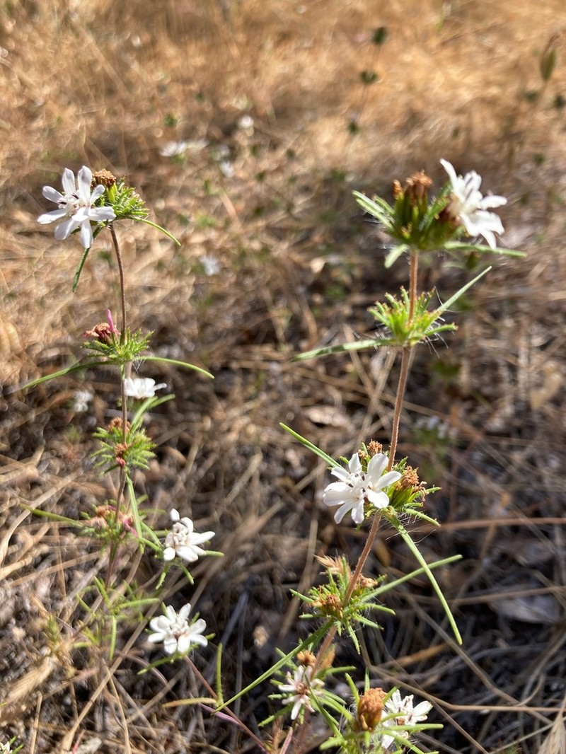 Butte County Western Rosinweed photo 5