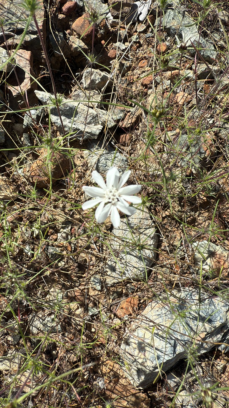 Butte County Western Rosinweed photo 6