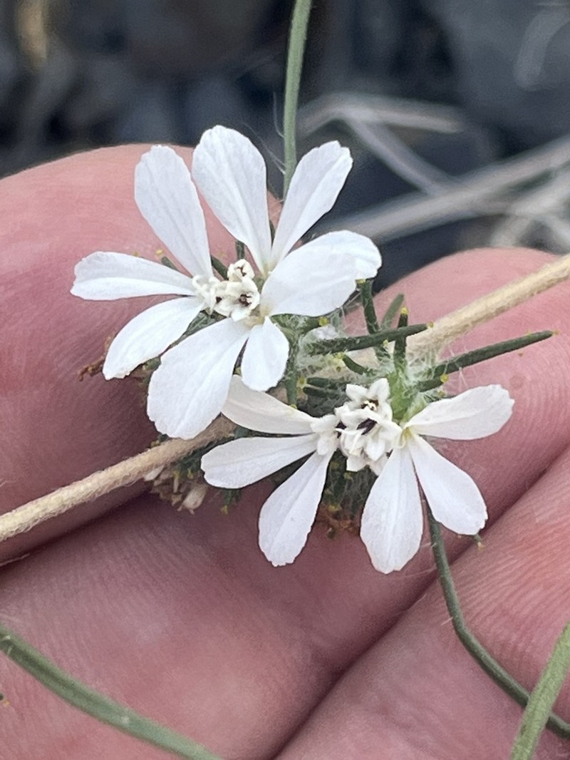 Butte County Western Rosinweed photo 7