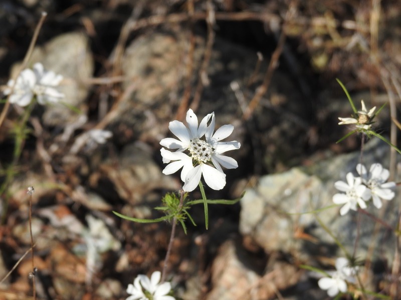 Butte County Western Rosinweed photo 8