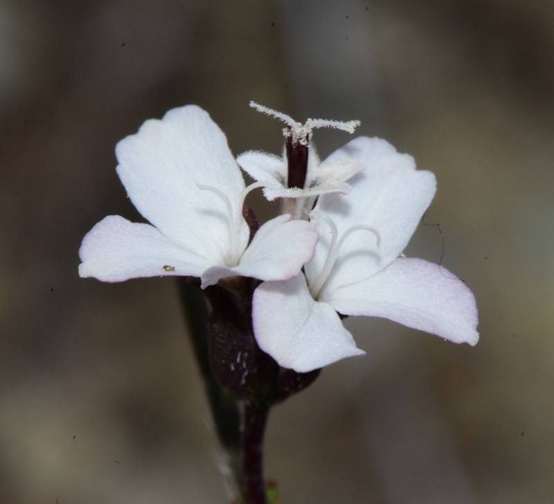 Smallflower Western Rosinweed