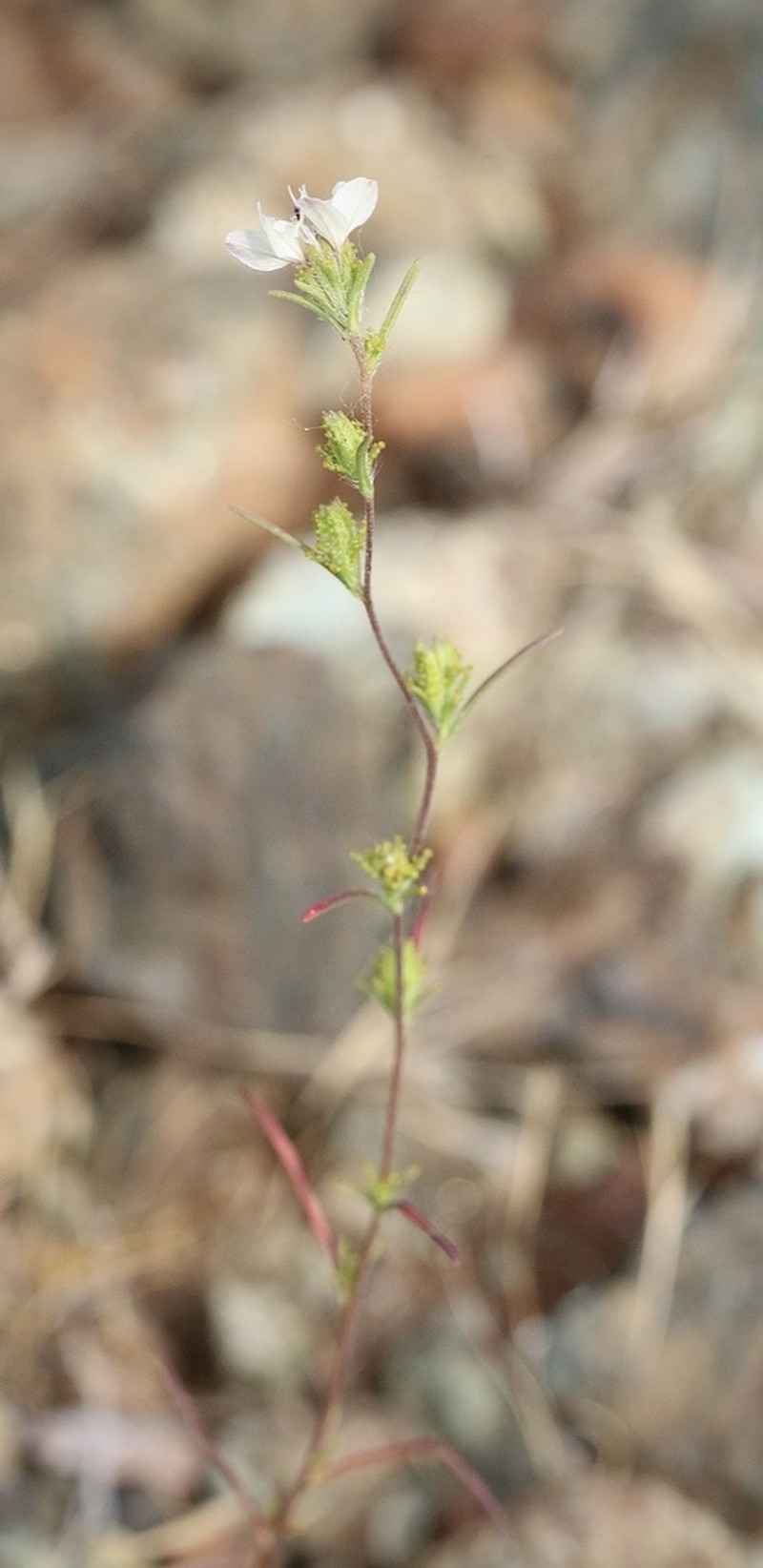Smallflower Western Rosinweed photo 2