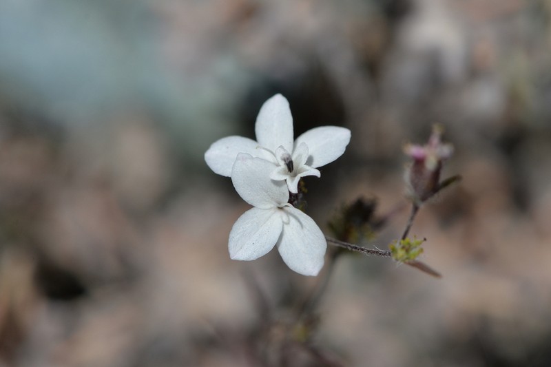 Smallflower Western Rosinweed photo 3