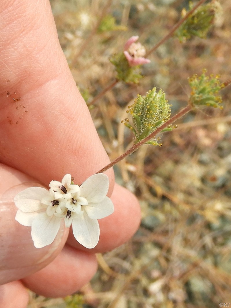 Smallflower Western Rosinweed photo 4