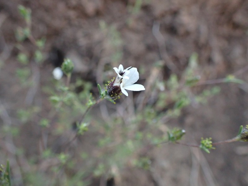 Smallflower Western Rosinweed photo 5