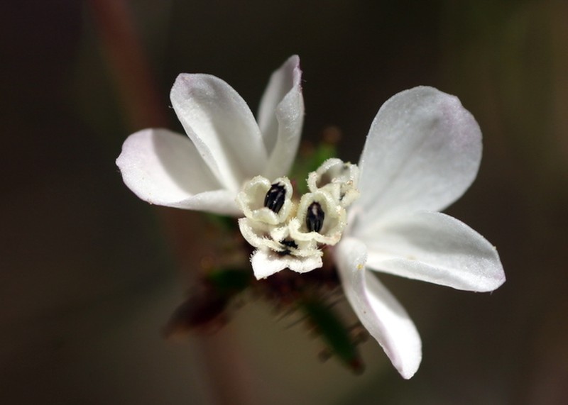 Smallflower Western Rosinweed photo 6