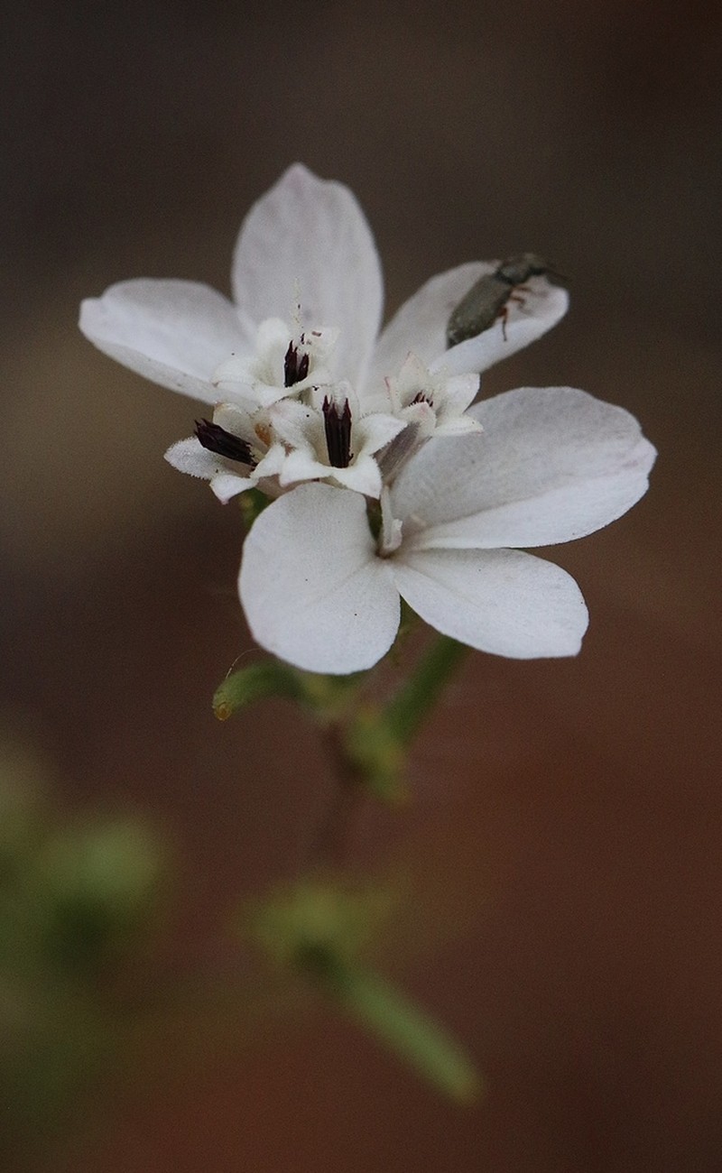Smallflower Western Rosinweed photo 7
