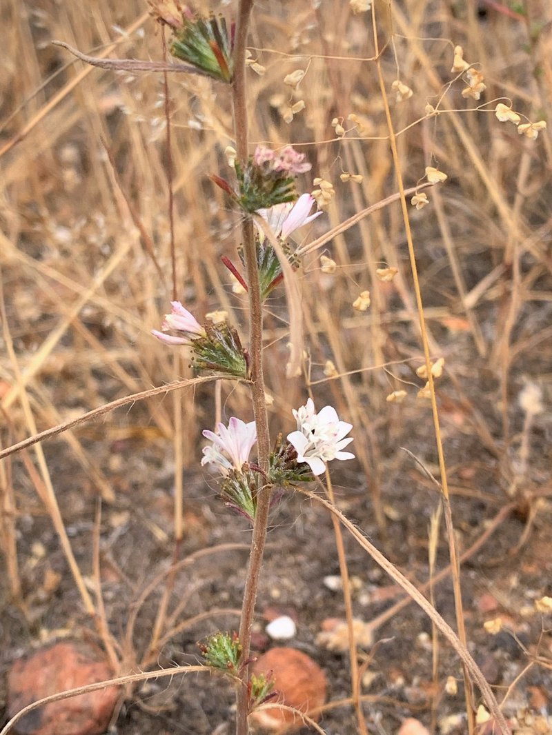 Spiked Western Rosinweed